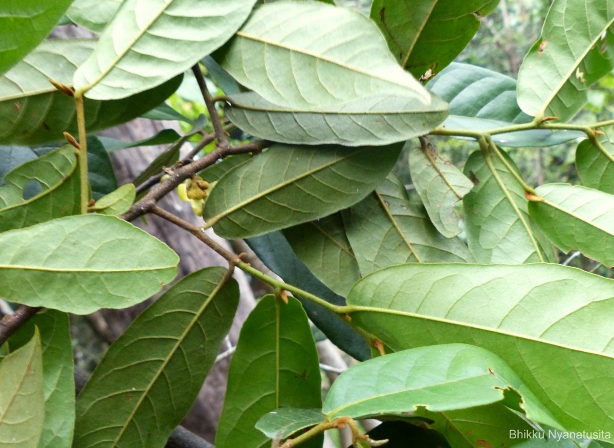 Uvaria sphenocarpa Hook.f. & Thomson